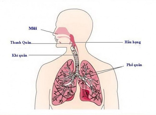Viêm đường hô hấp trên